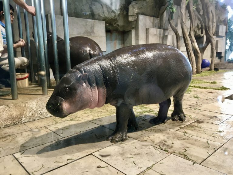 コビトカバは日本の動物園にいる カバとの違いは おすすめイベント 100均大好きママのひらめきブログ